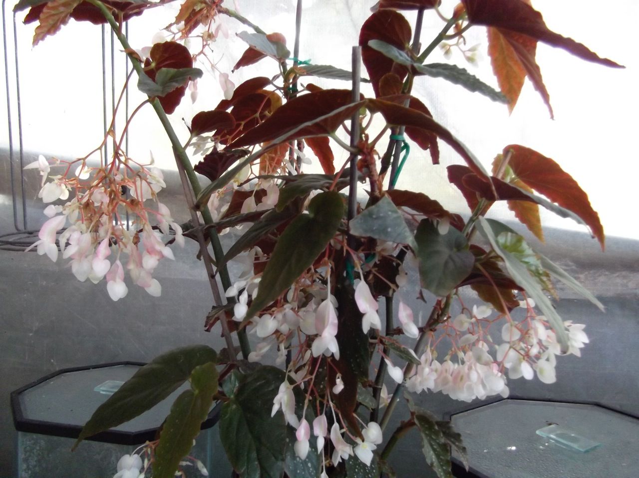 B. Moulleriana (Selfed)